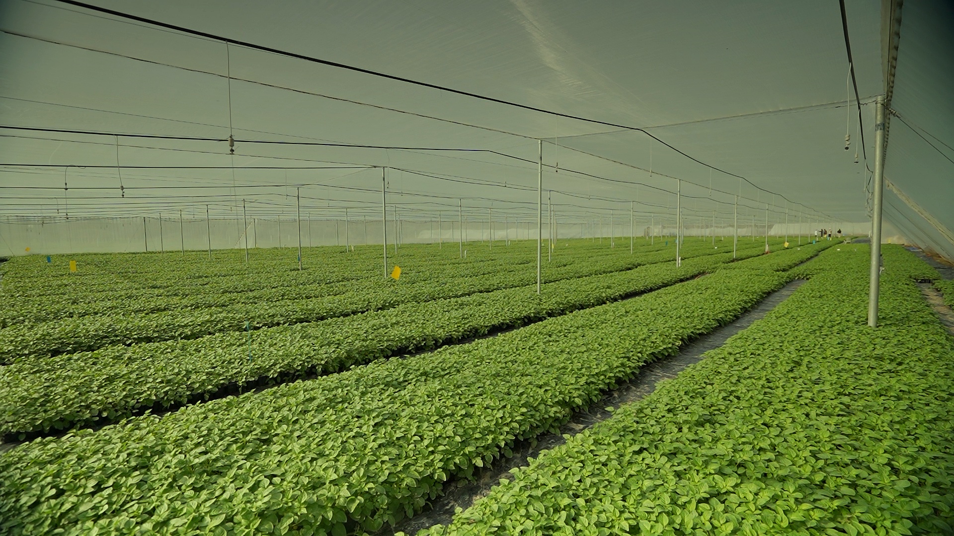 Coco peat greenhouse rows