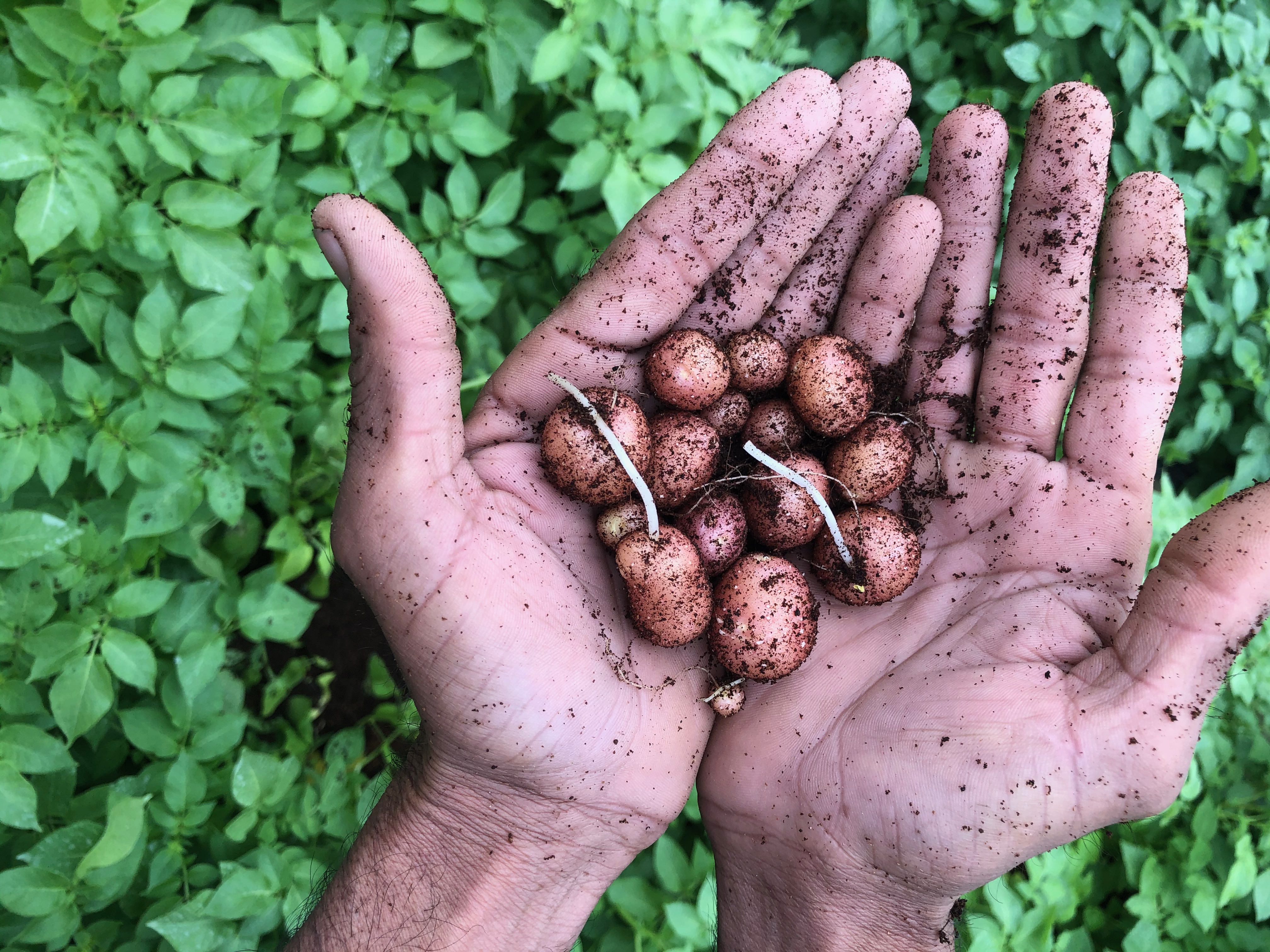 G-0 mini-tubers