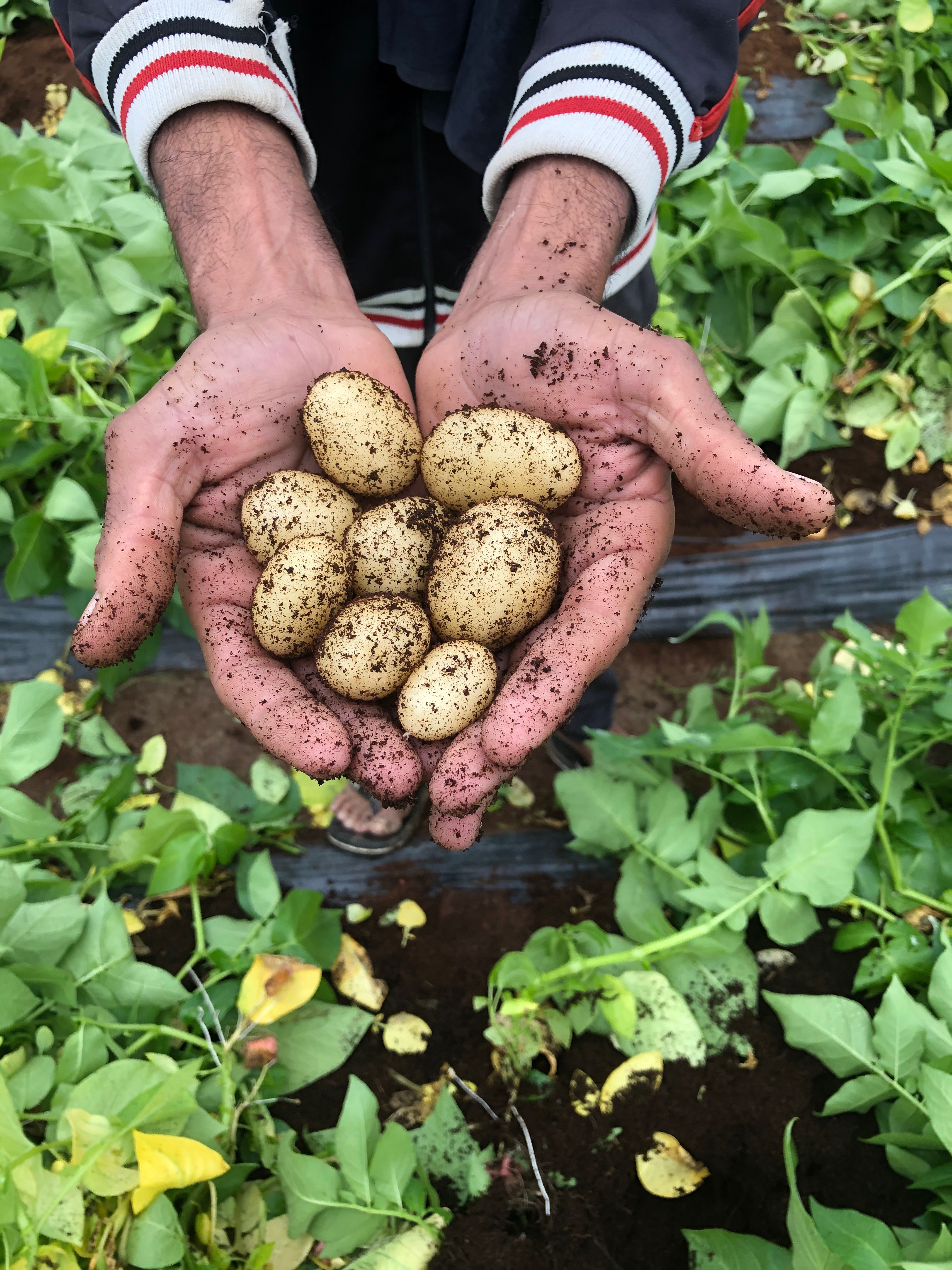 G-0 mini-tubers