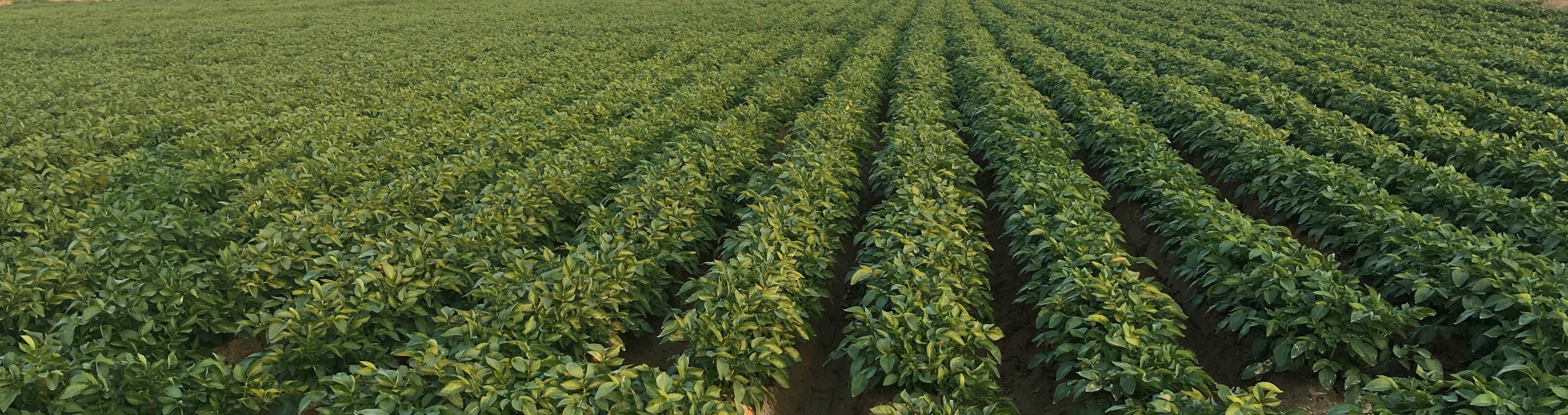 Seed potato field