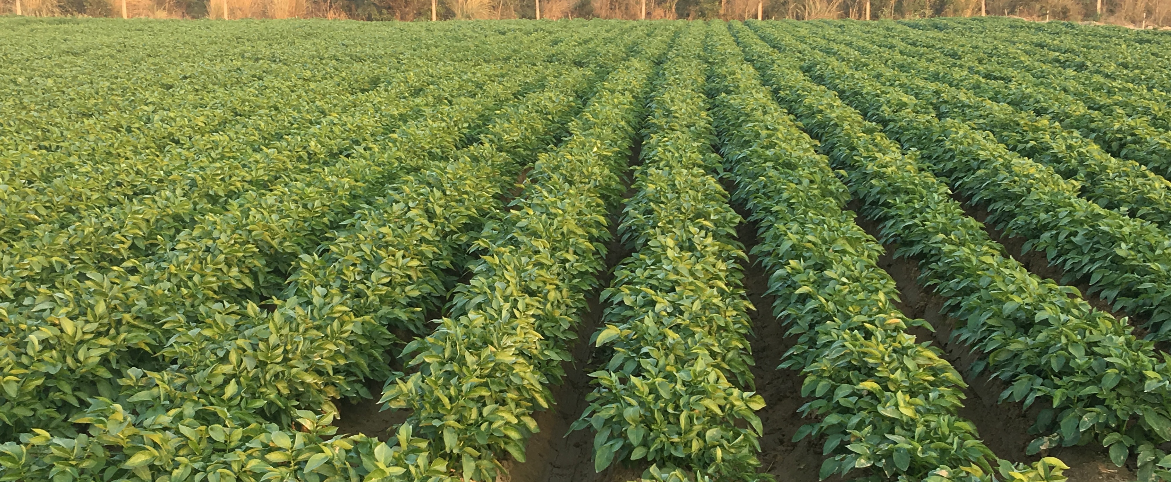 Seed potato field
