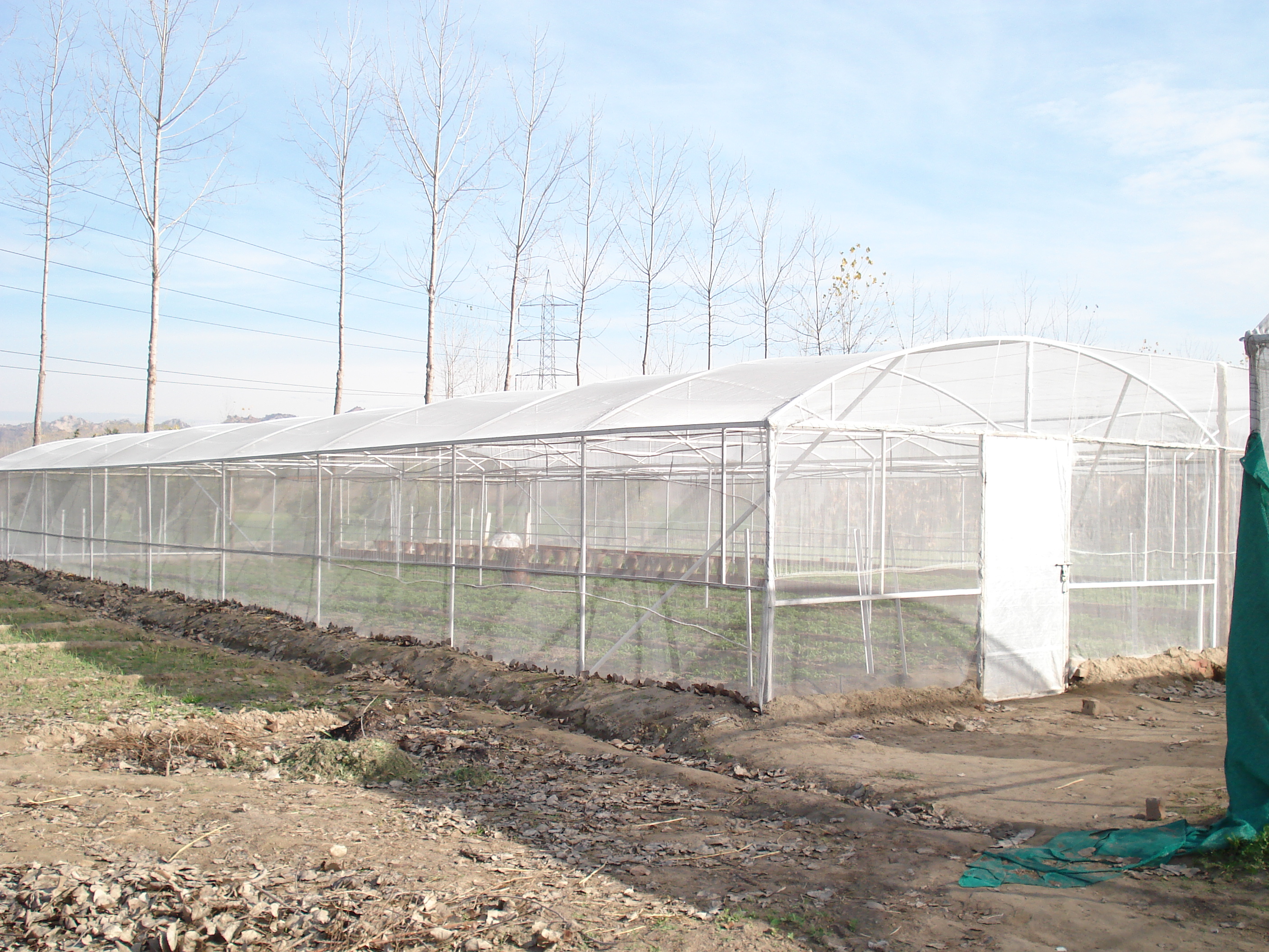 Early net house, Sekhon Biotech