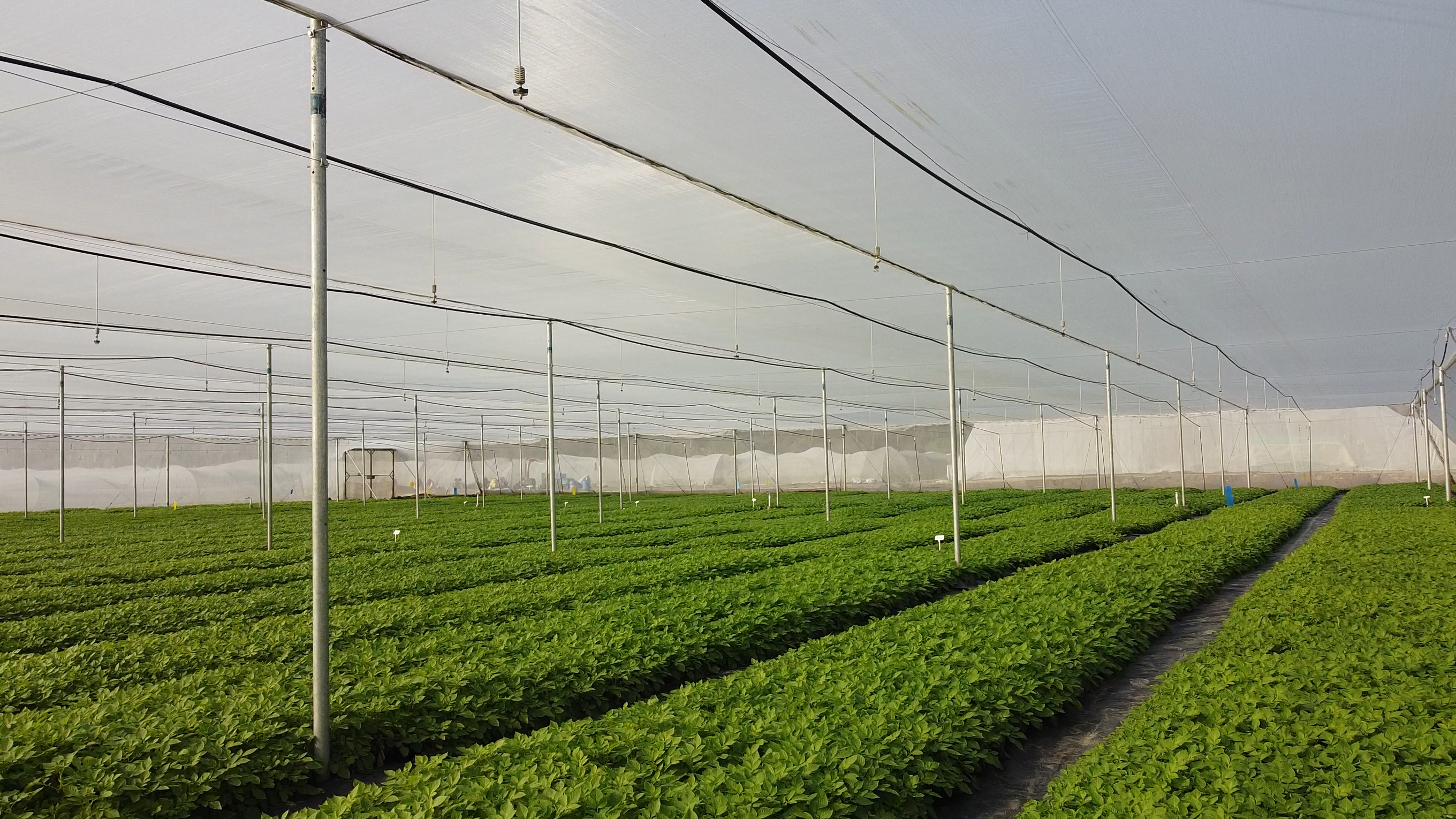 Modern net houses with potato crop