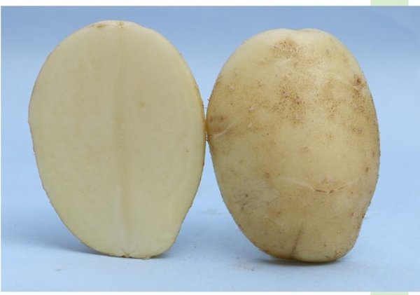 Kufri Chipsona-1