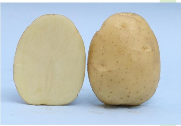 Kufri Chipsona-3