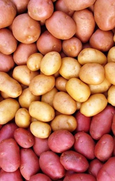 Potato